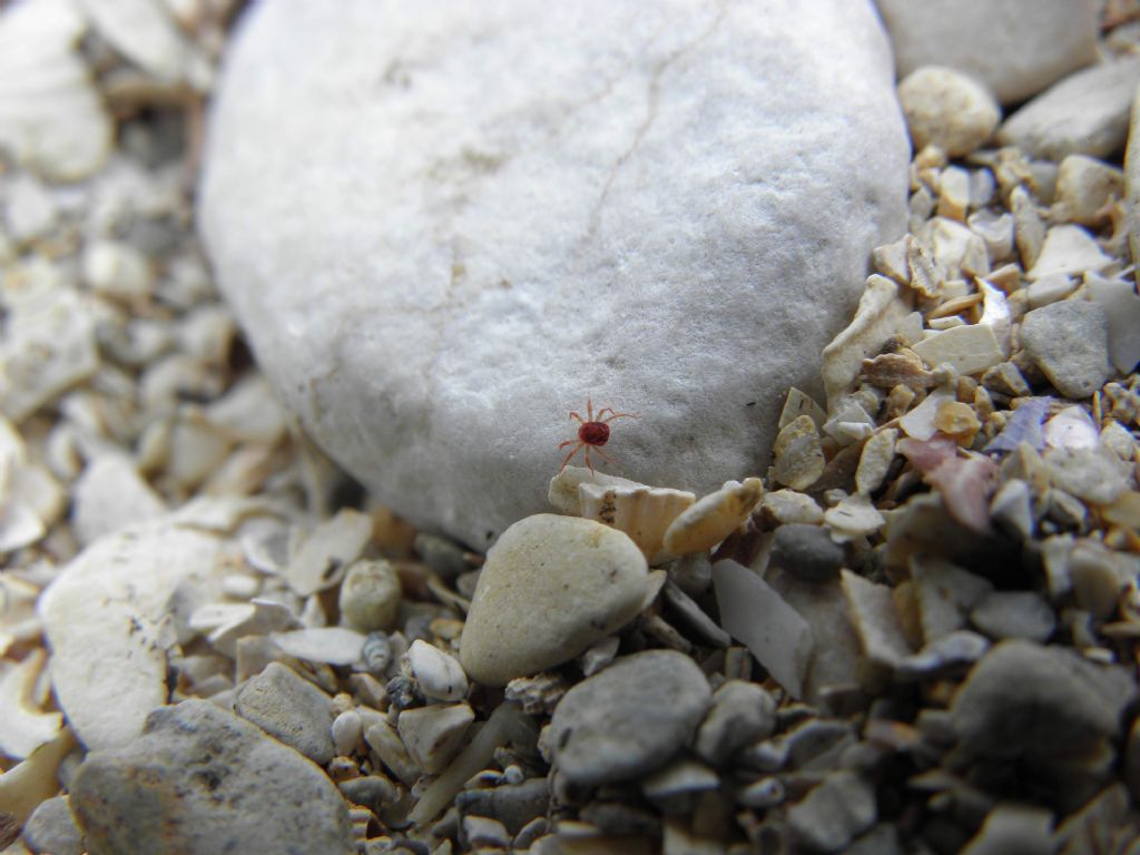 Anystidae: cfr. Anystis sp.