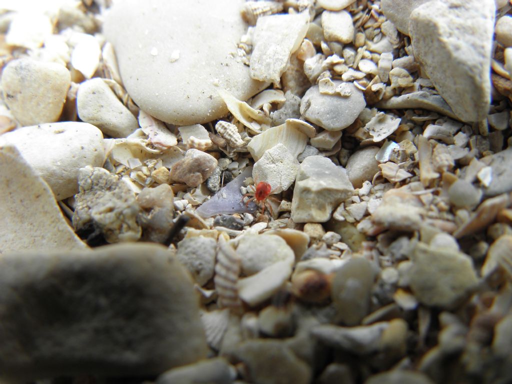Anystidae: cfr. Anystis sp.