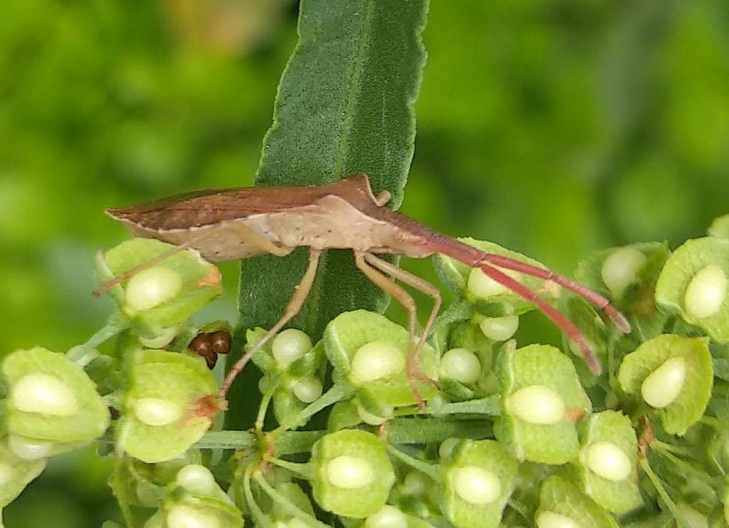 Coreidae: Haploprocta sulcicornis