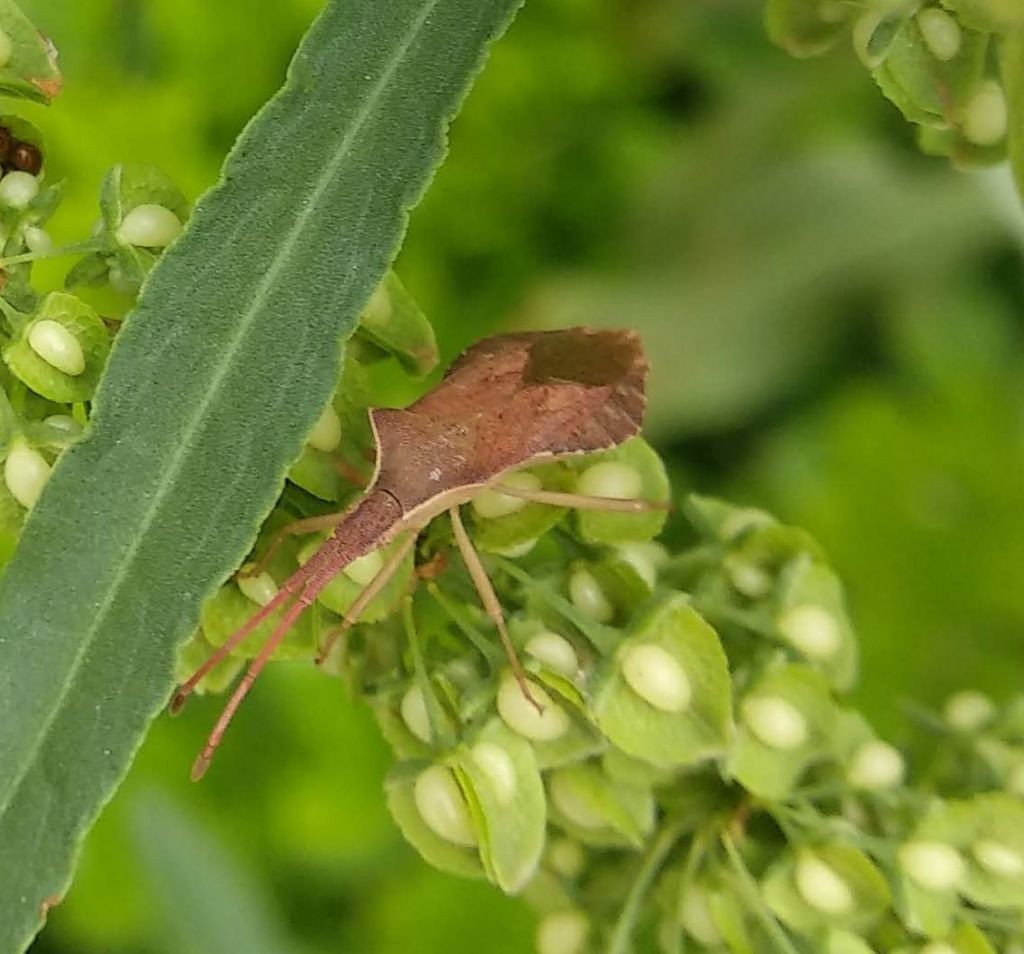 Coreidae: Haploprocta sulcicornis