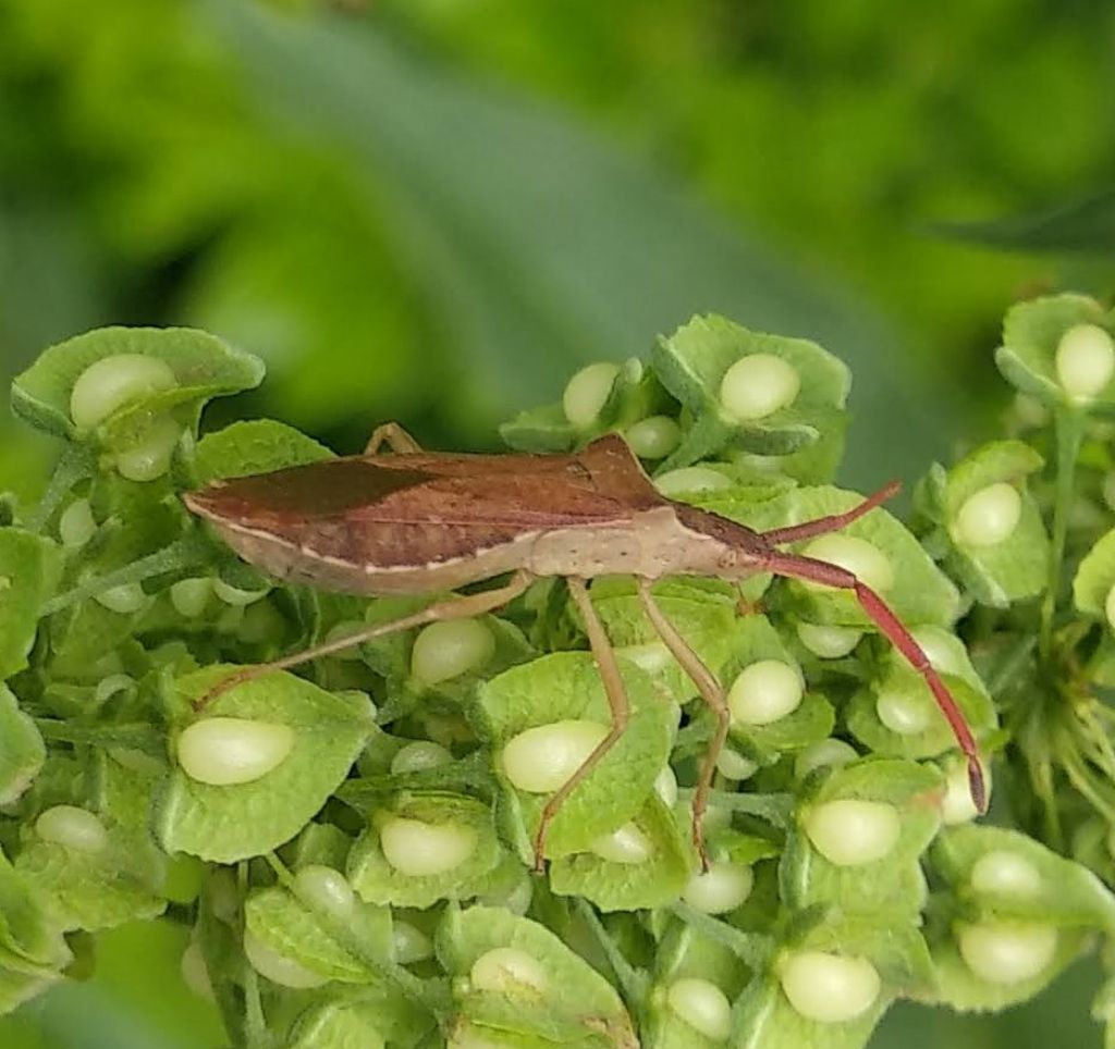 Coreidae: Haploprocta sulcicornis