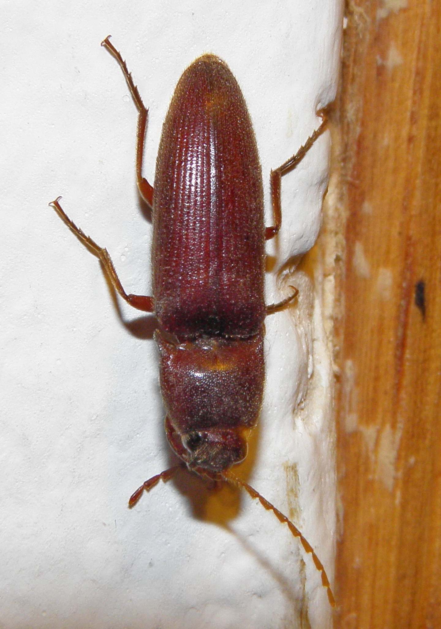 Da identificare?