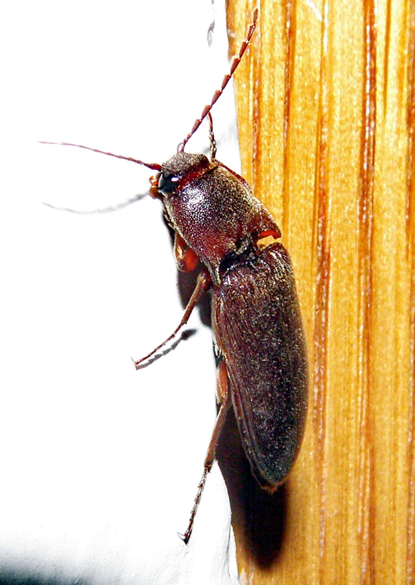 Da identificare?