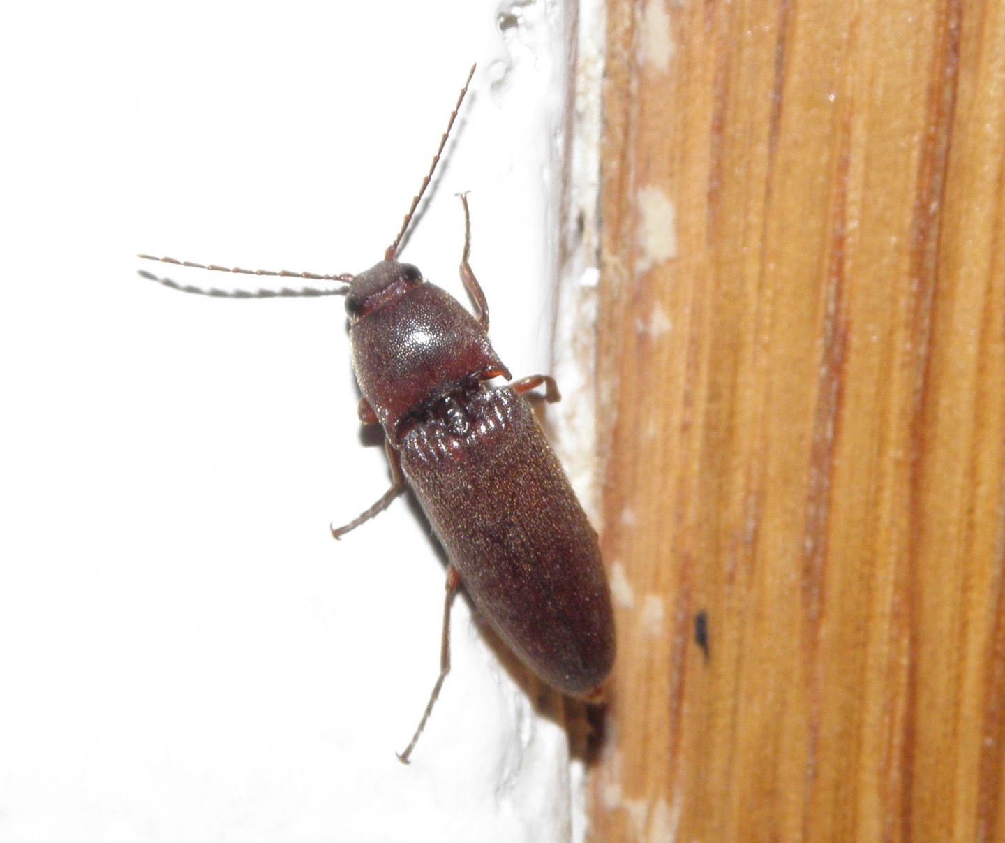 Da identificare?
