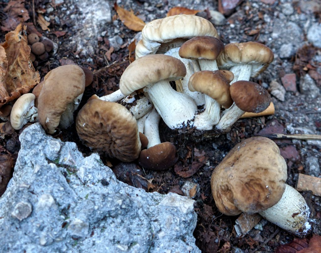 Funghi da determinare