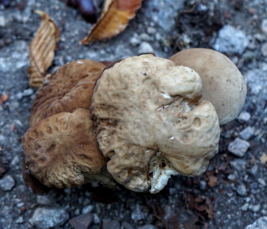 Funghi da determinare