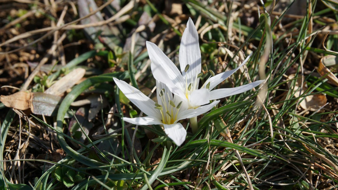 Colchicum hungaricum Janka