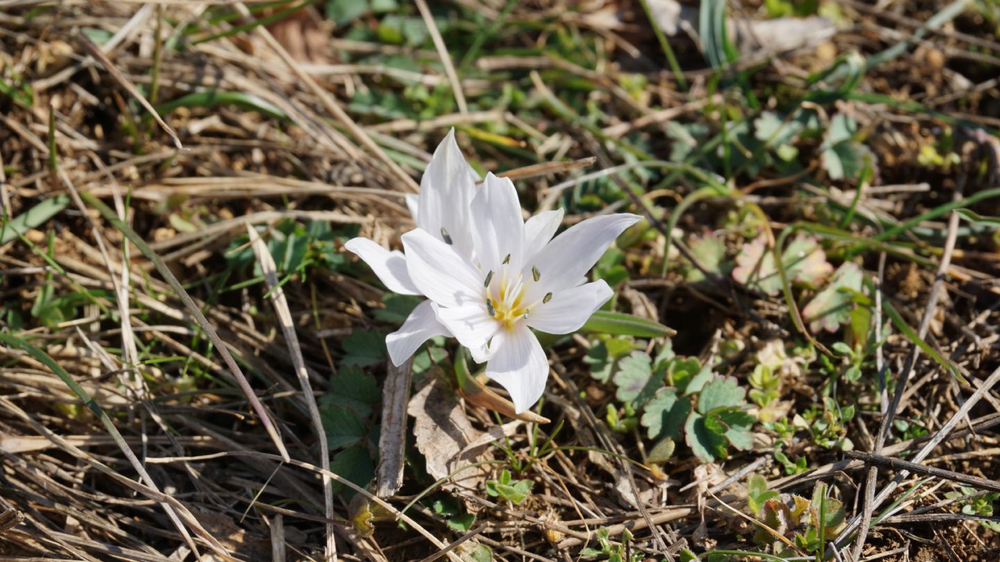 Colchicum hungaricum Janka