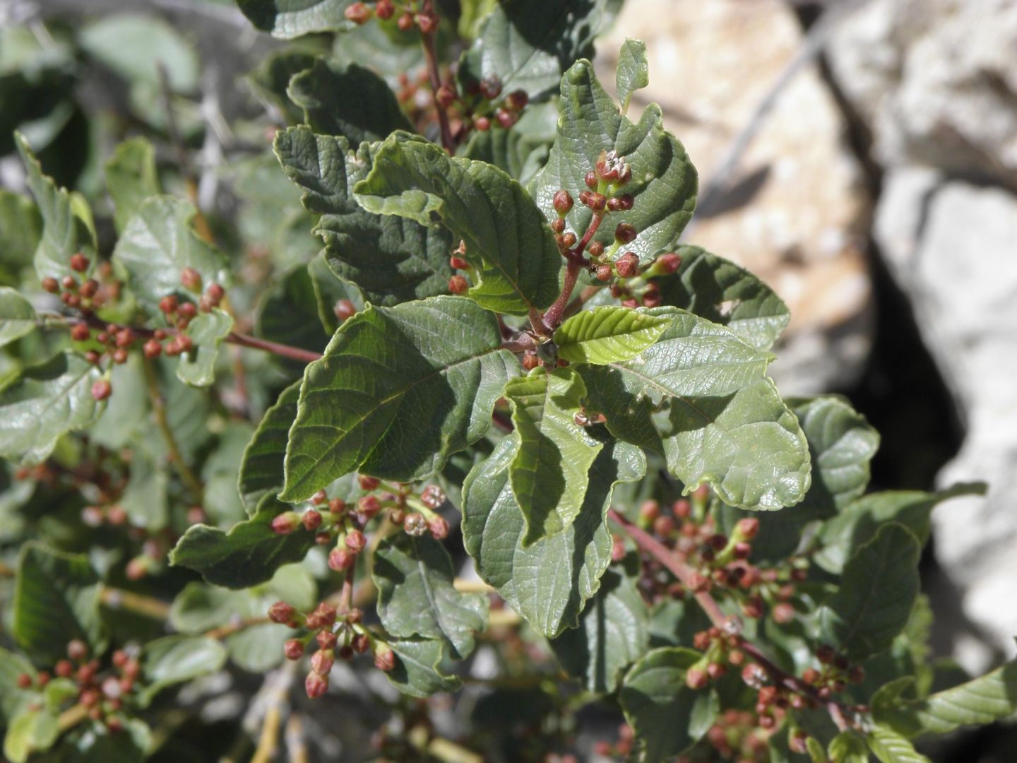 Da determinare - Viburnum?  No, Frangula rupestris (Rhamnaceae)