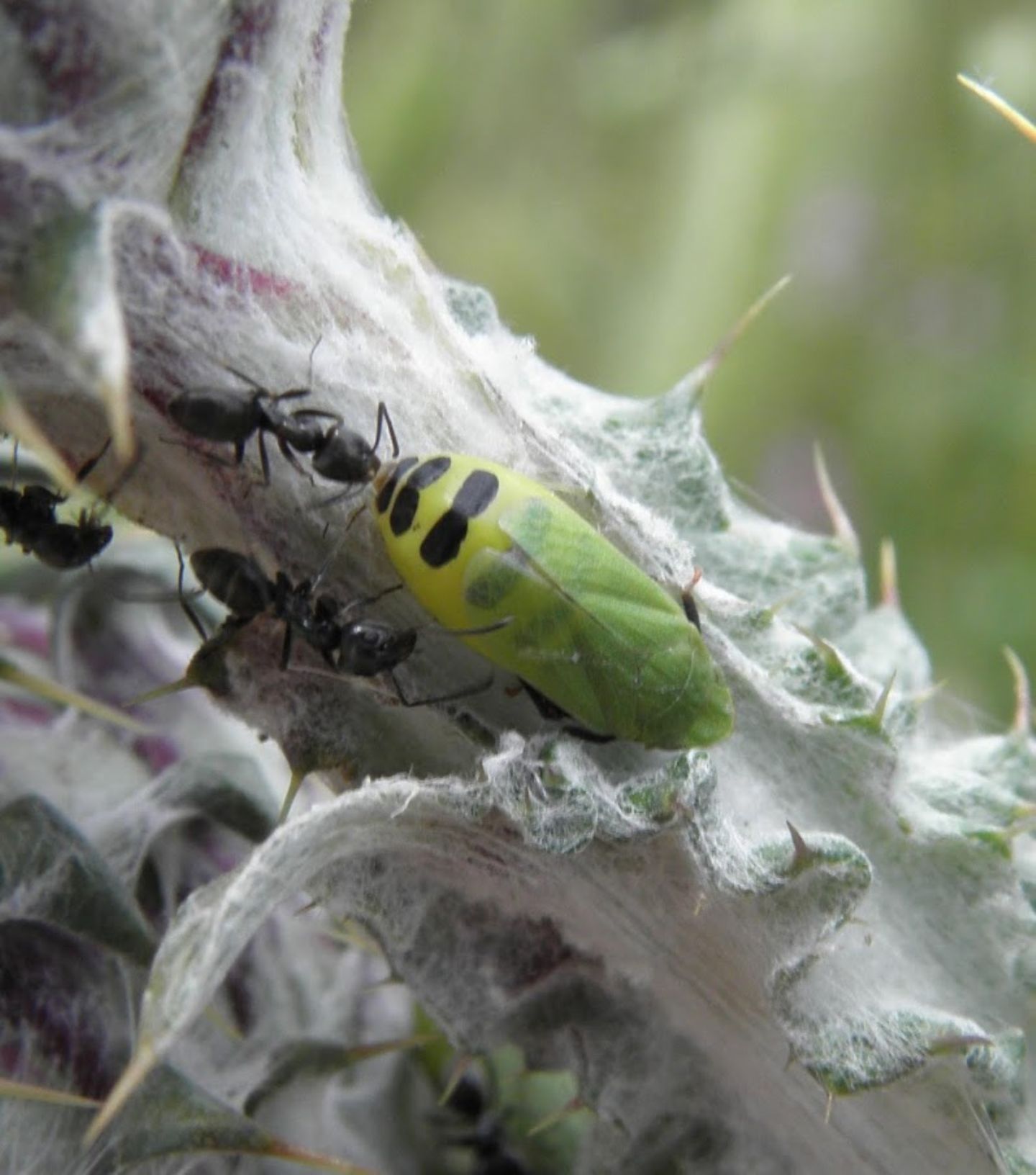 Tettigometra sp.? S, Tettigometra cfr. sulphurea (Fulgoromorpha Tettigometridae)