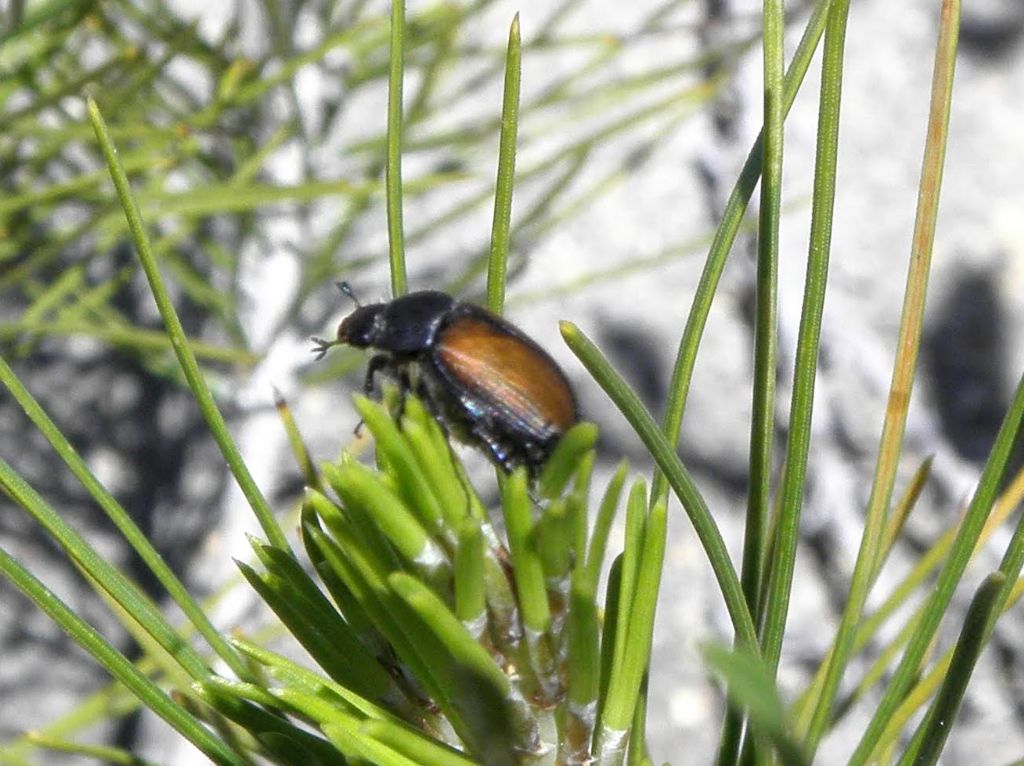 Scarabaeidae Rutelinae? No, Melolonthidae, Omaloplia sp.