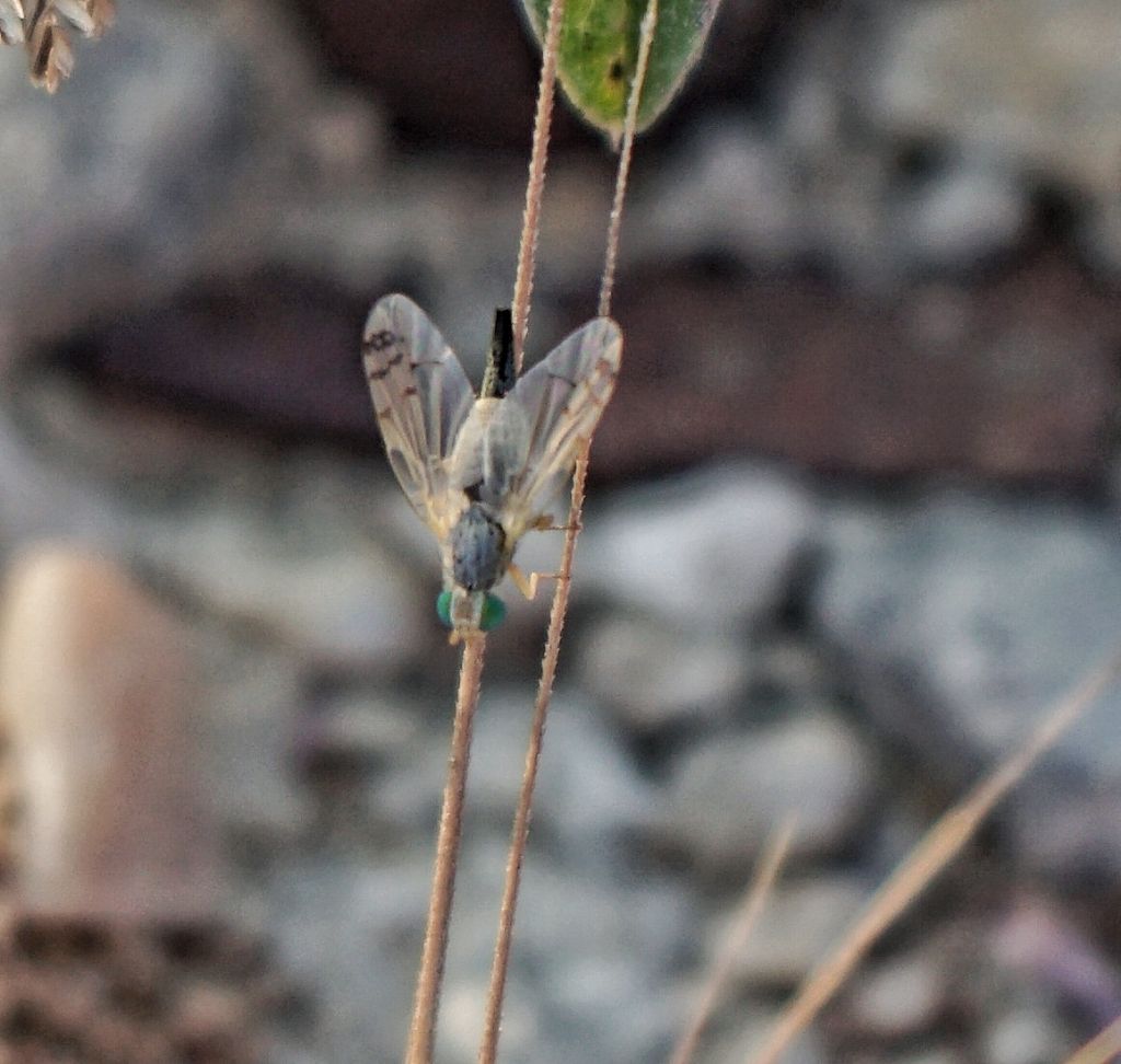 Tephritidae? S,  Acanthiophilus helianthi, femmina