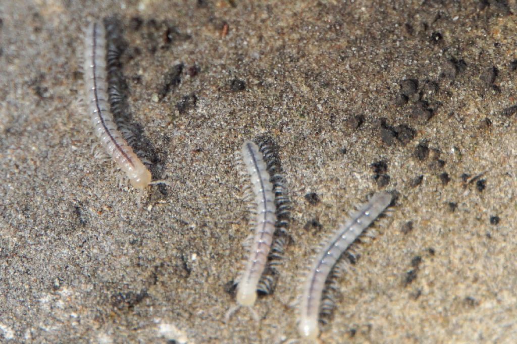 Diplopoda Polydesmida?  S, Oxidus sp. (Paradoxosomatidae), giovane