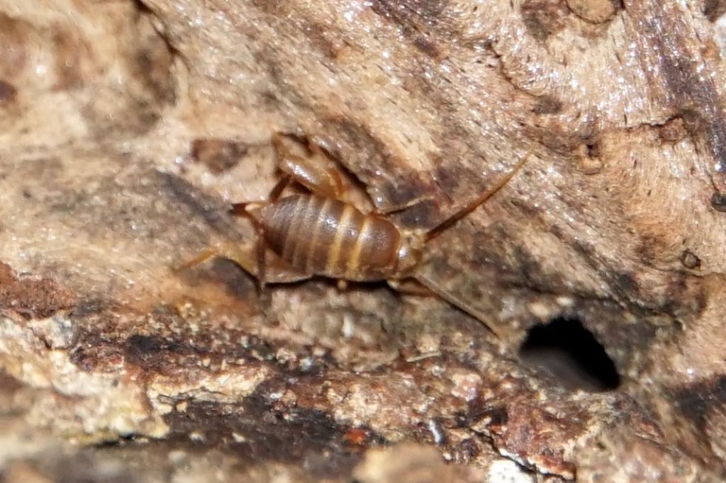 Myrmecophilus