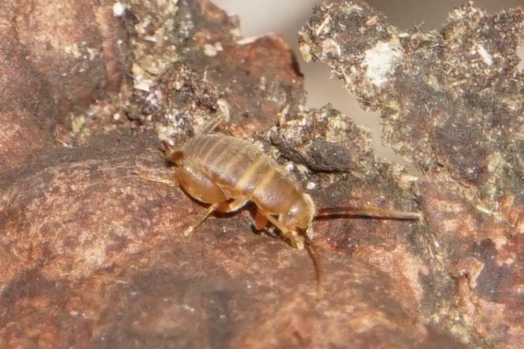 Myrmecophilus