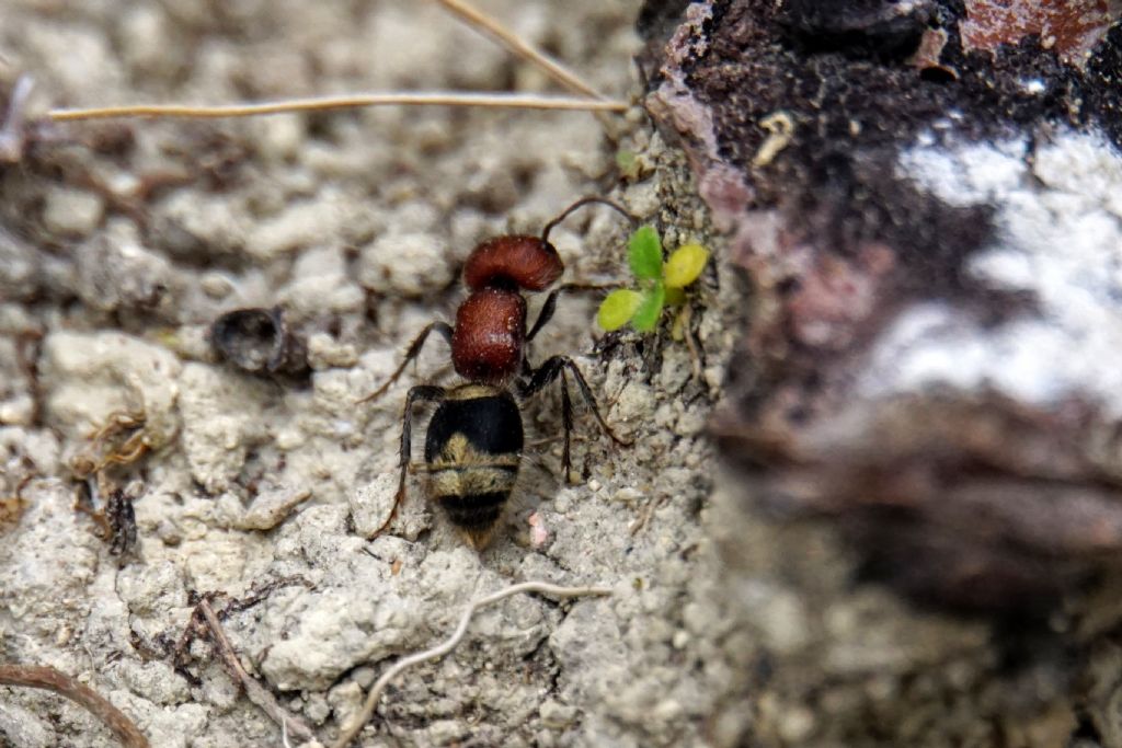 Mutillidae: Myrmilla sp., erythrocephala aut mutica