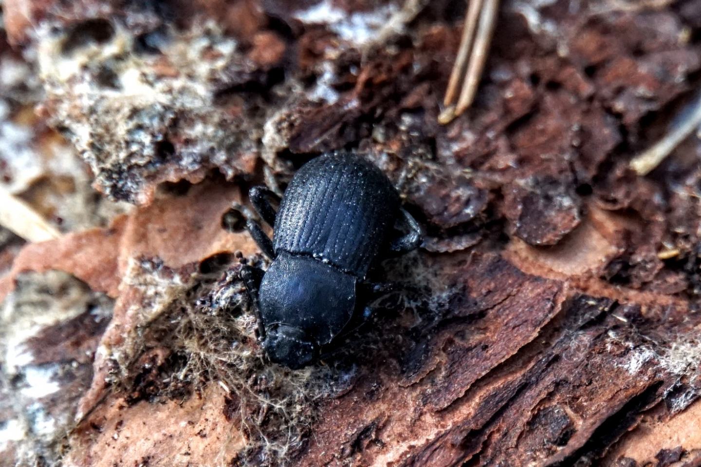 Tenebrionidae: Dendarus dalmatinus