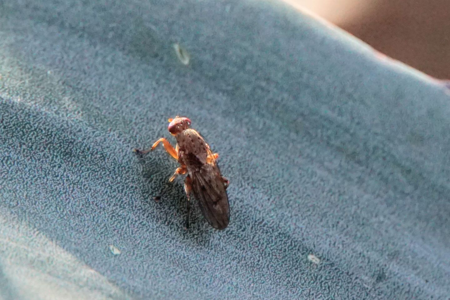 Diptera ID:  cfr. Suillia sp. (Heleomyzidae)