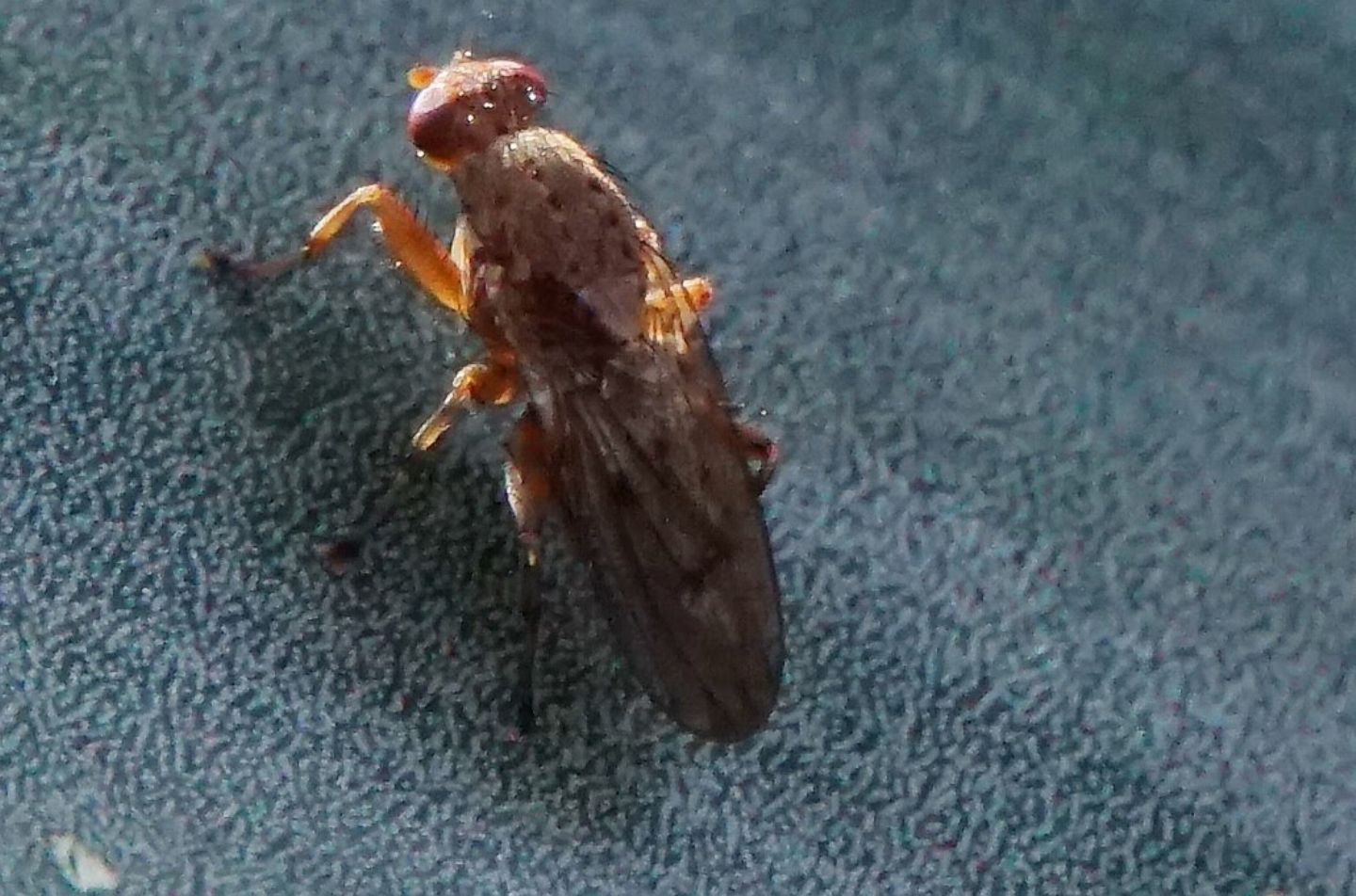 Diptera ID:  cfr. Suillia sp. (Heleomyzidae)