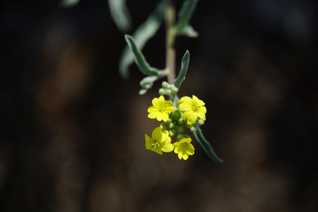 Brassicaceae: Aurinia sp. (cfr.)