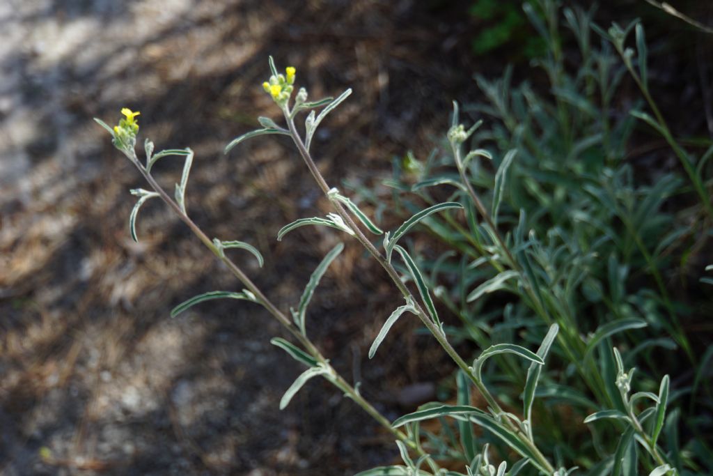 Brassicaceae: Aurinia sp. (cfr.)