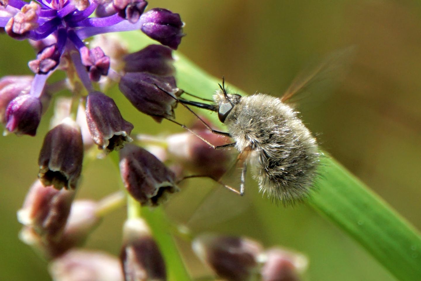 Bombyliidae id?