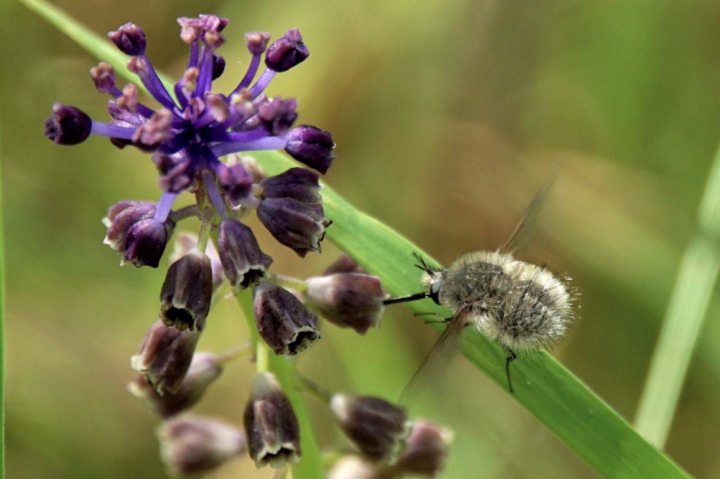 Bombyliidae id?