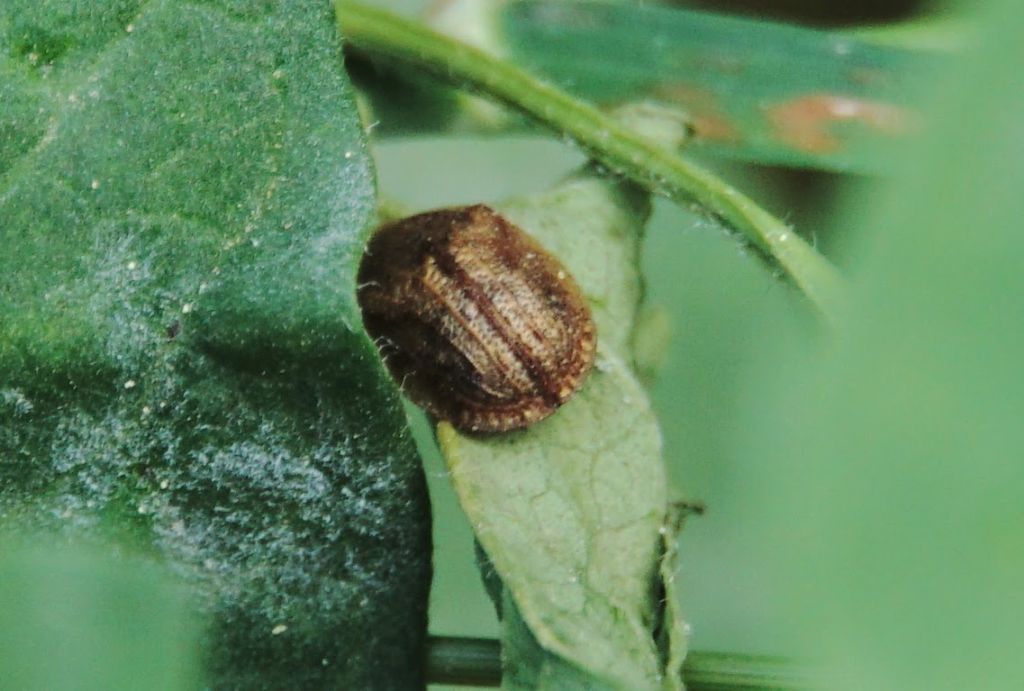 Chrysomelidae: Cassidinae? S, Hypocassida sp.