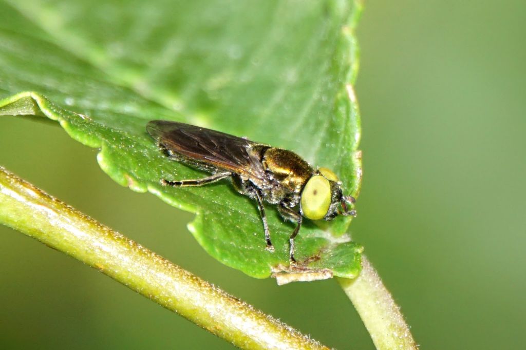 Syrphidae: Riponnensia splendens, maschio