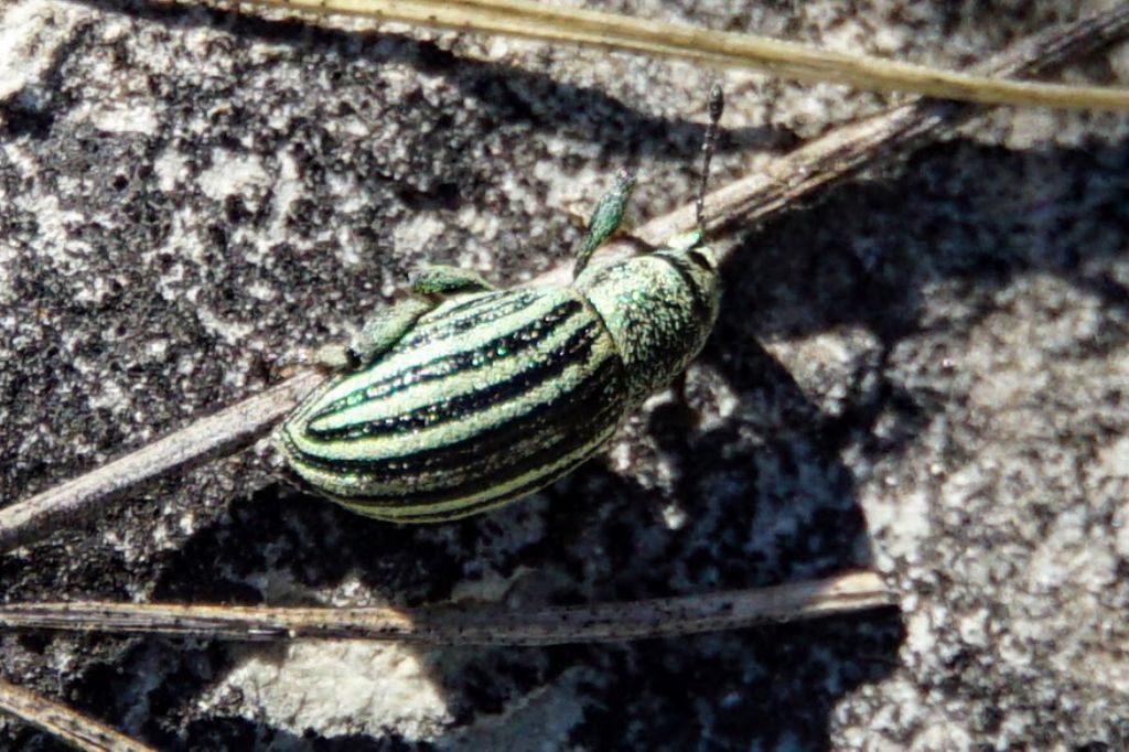 Curculionidae a righe (verde) dalla Croazia: Sciaphobus vittatus