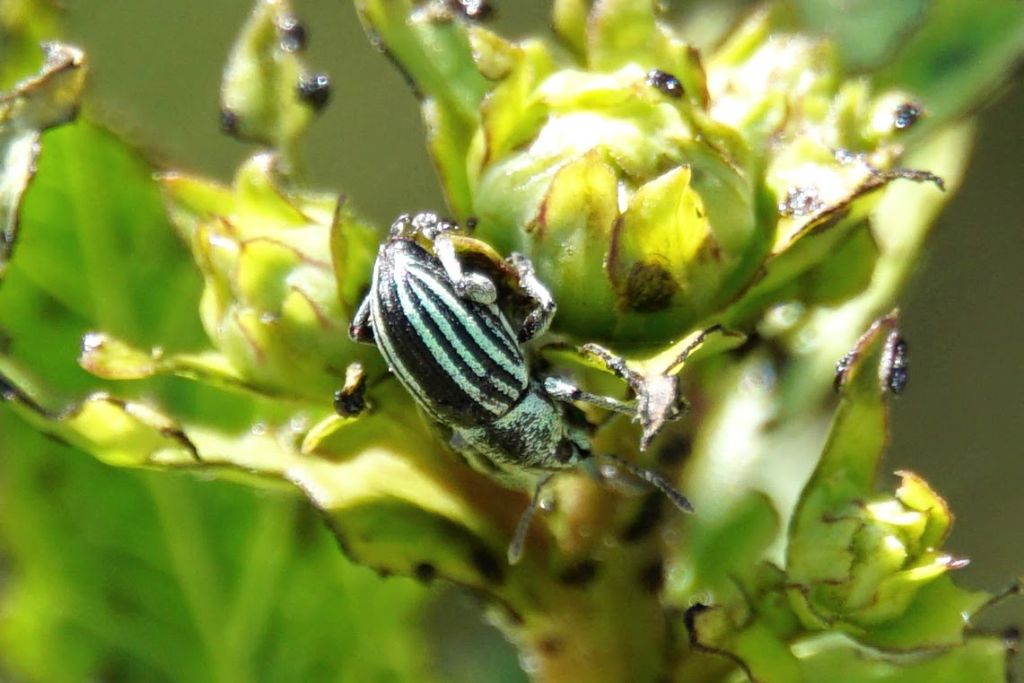 Curculionidae a righe (verde) dalla Croazia: Sciaphobus vittatus