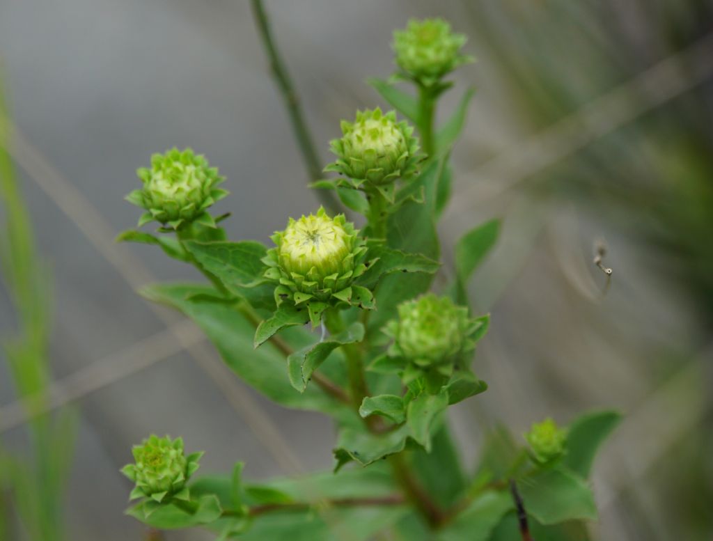 Inula spiraeifolia (Asteraceae)