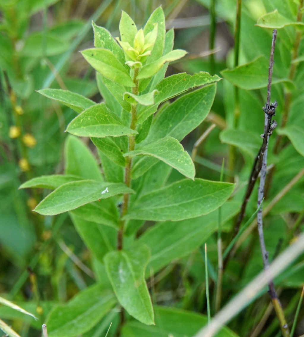 Inula spiraeifolia (Asteraceae)