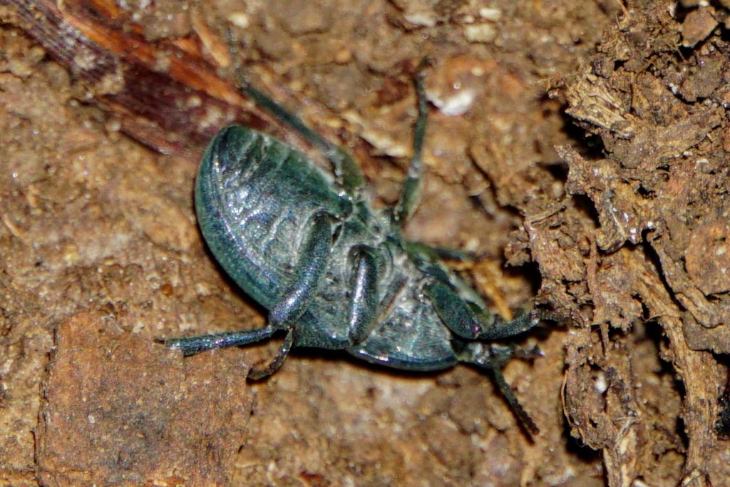 Tenebrionidae? Pedinus aff. meridianus