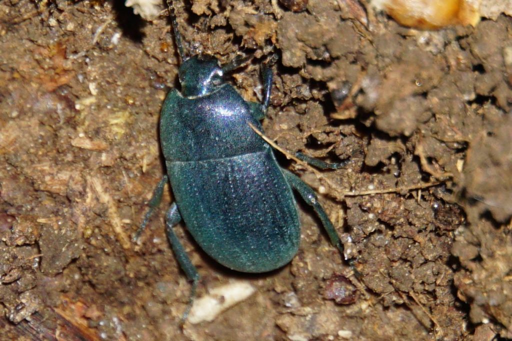 Tenebrionidae? Pedinus aff. meridianus
