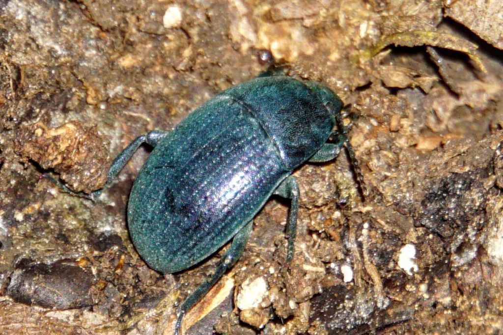Tenebrionidae? Pedinus aff. meridianus