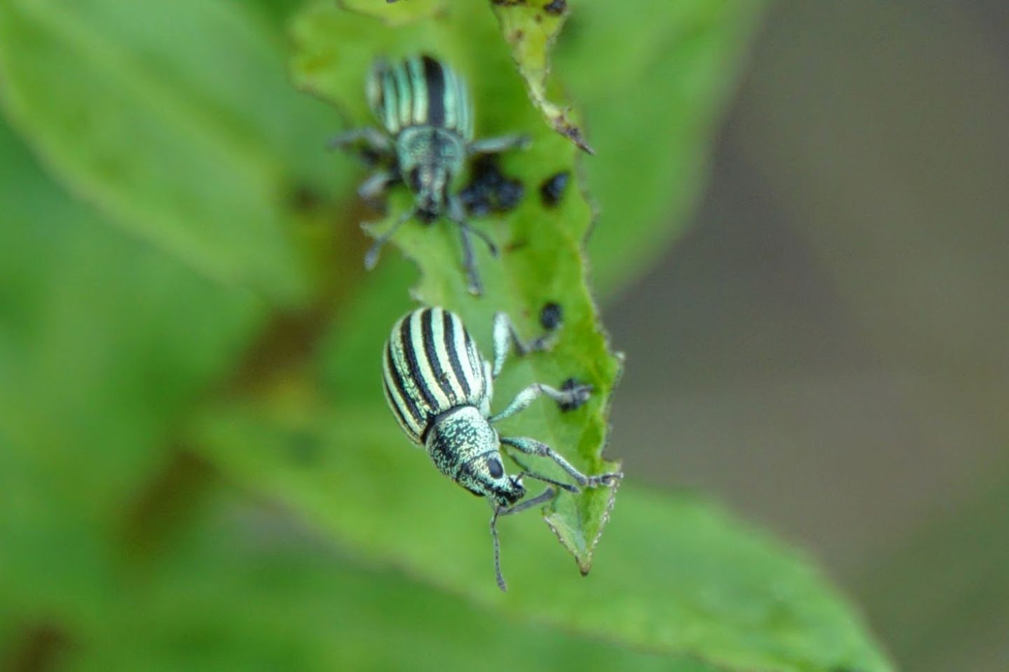 Curculionidae a righe (verde) dalla Croazia: Sciaphobus vittatus