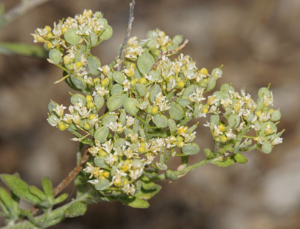 Brassicaceae? Alyssum cfr. simplex