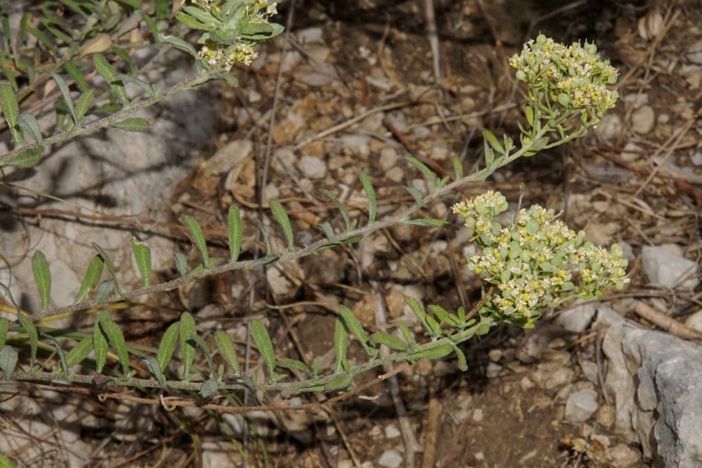 Brassicaceae? Alyssum cfr. simplex