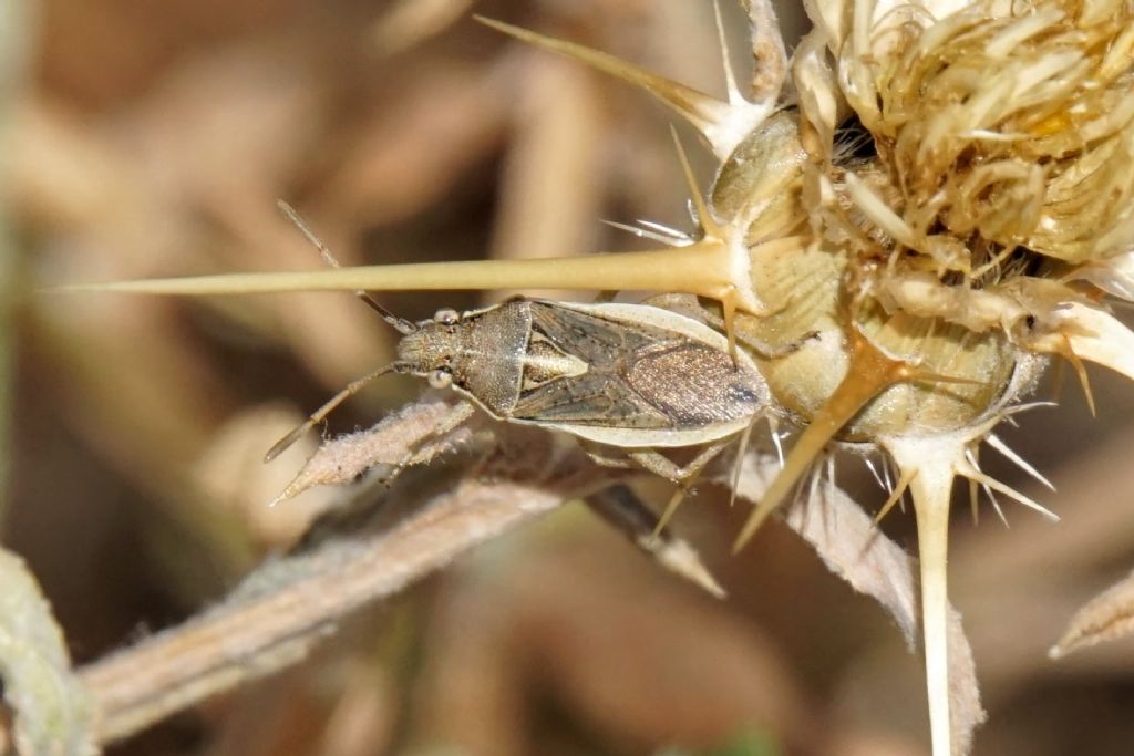 Petnatomidae? No, Rhopalidae: Maccevethus sp.