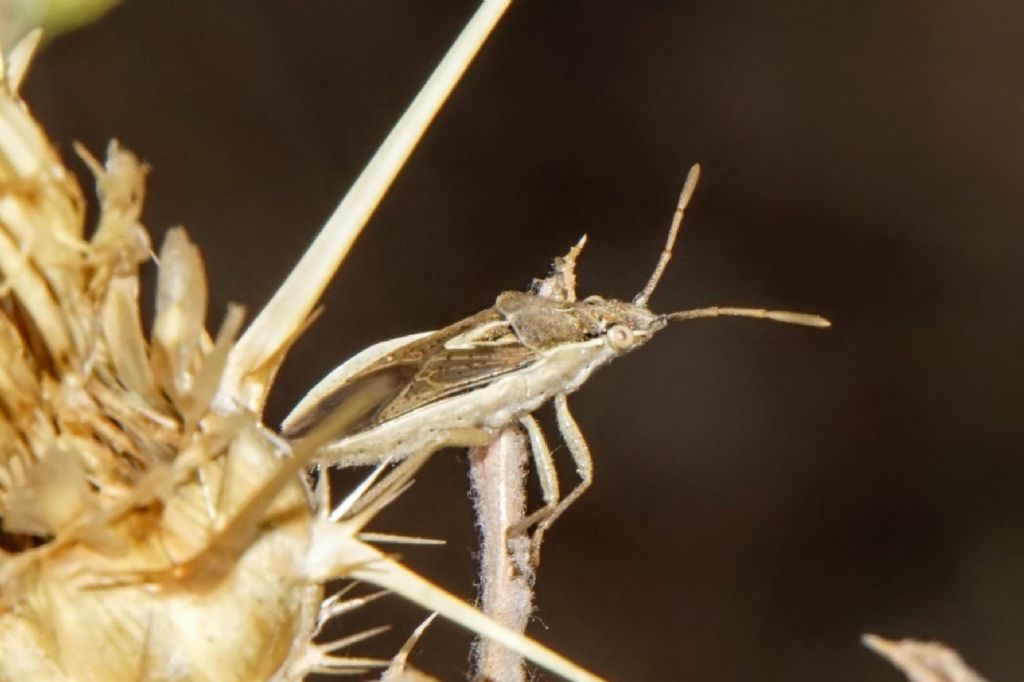 Petnatomidae? No, Rhopalidae: Maccevethus sp.