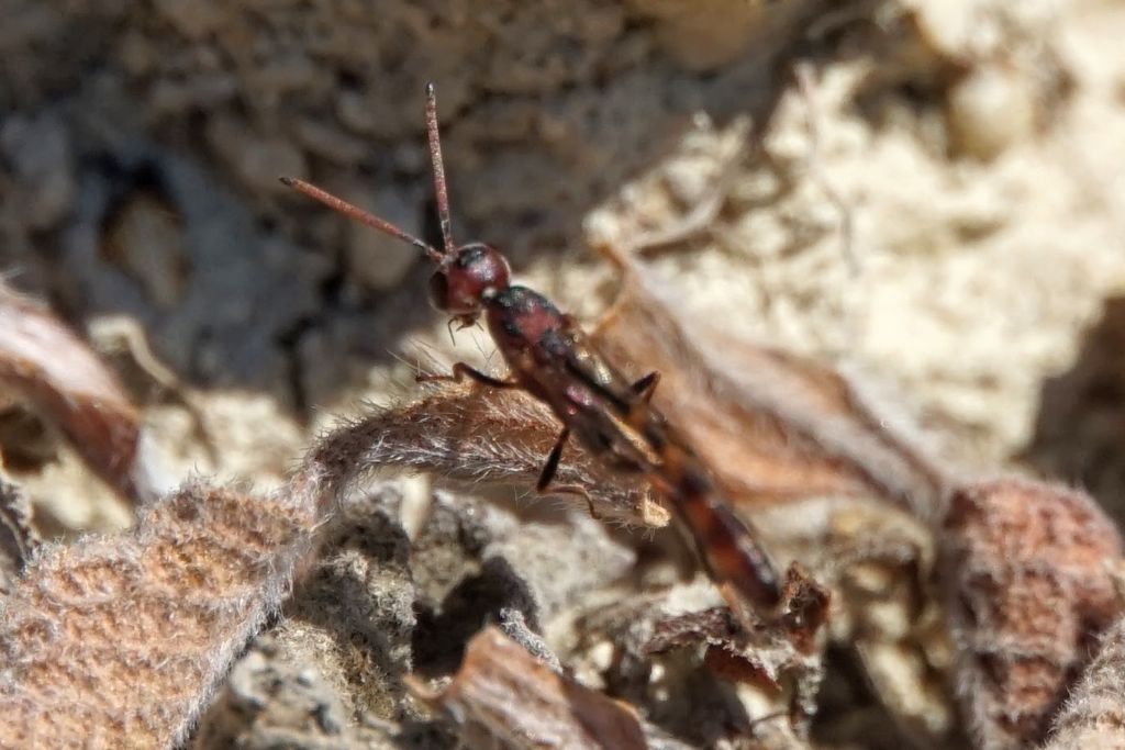 Gasteruptiidae: Gasteruption sp., cfr. G. hastator, maschio