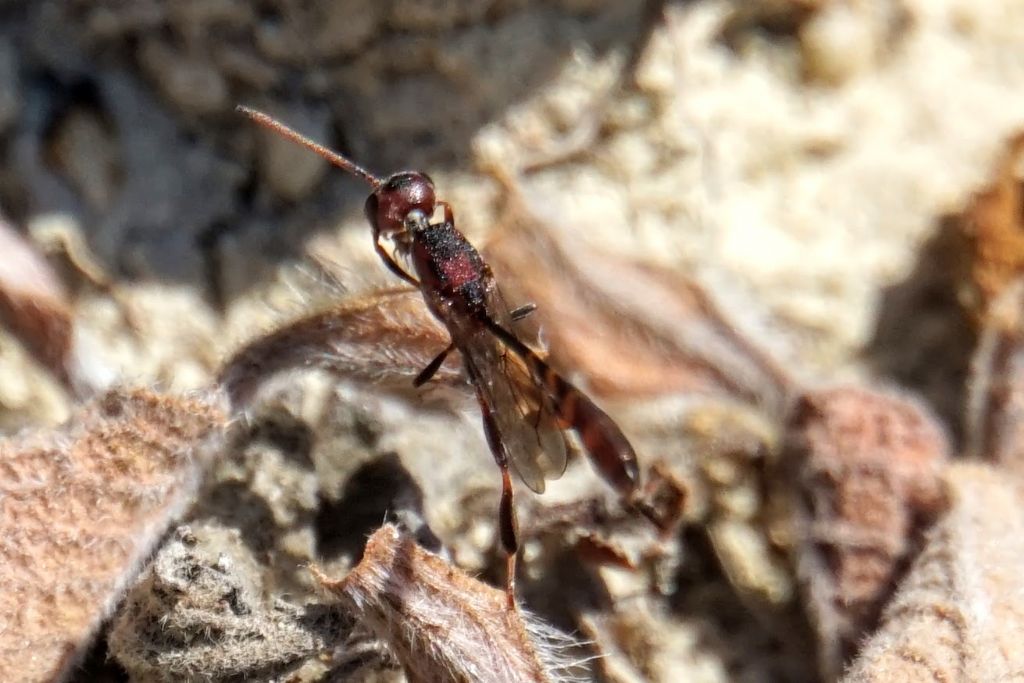 Gasteruptiidae: Gasteruption sp., cfr. G. hastator, maschio