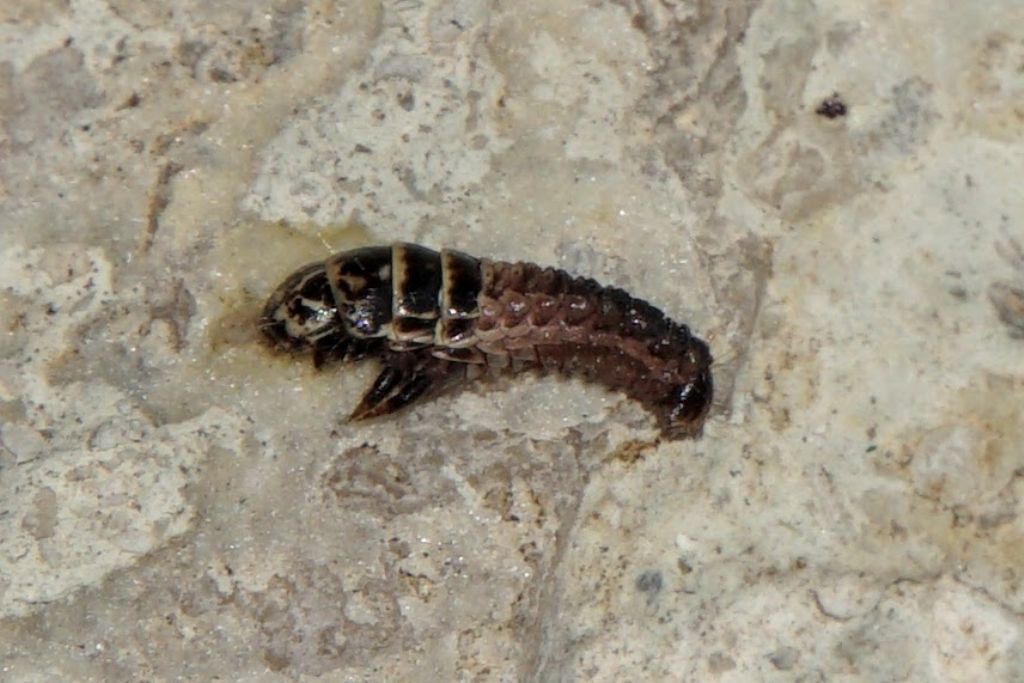 Psychidae: larva estratta dall''astuccio larvale
