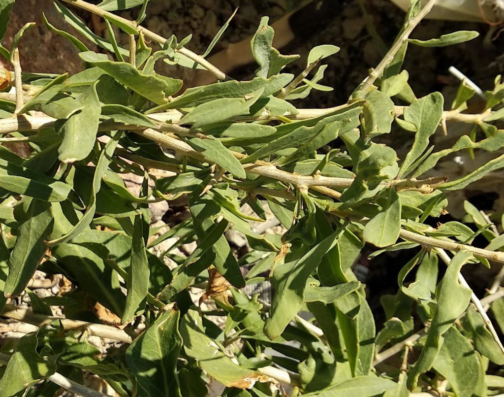 Lycium europaeum (Solanaceae)