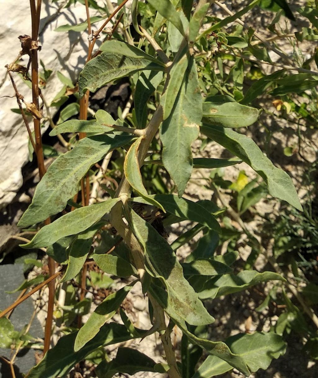 Lycium europaeum (Solanaceae)