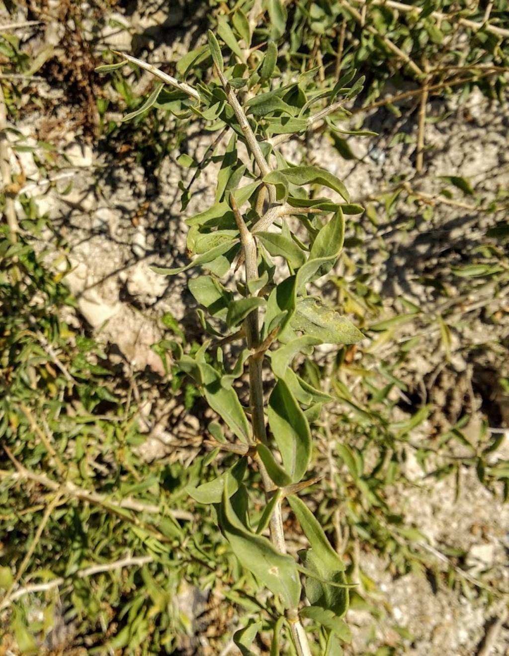 Lycium europaeum (Solanaceae)