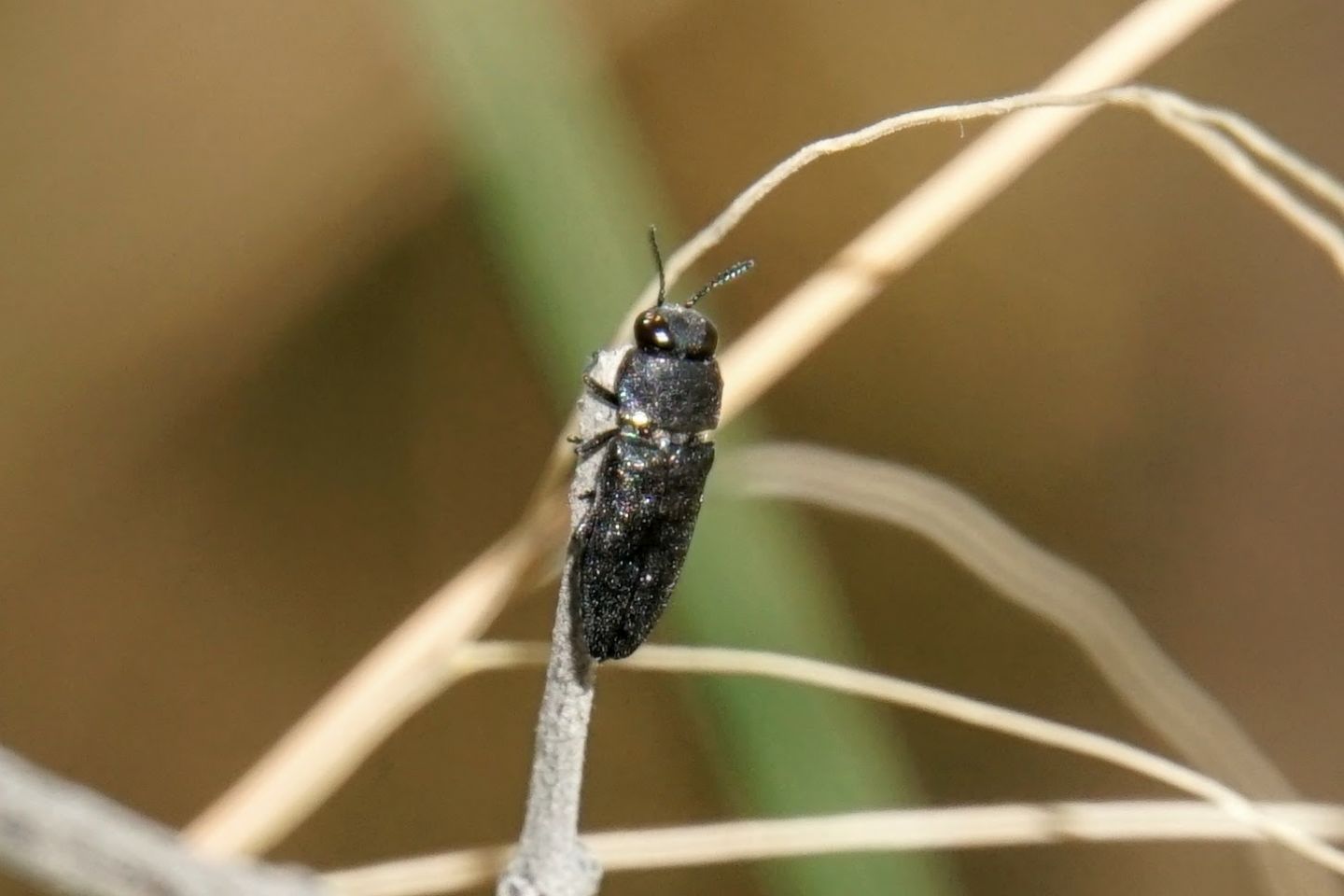 Buprestidae: Anthaxia sp.