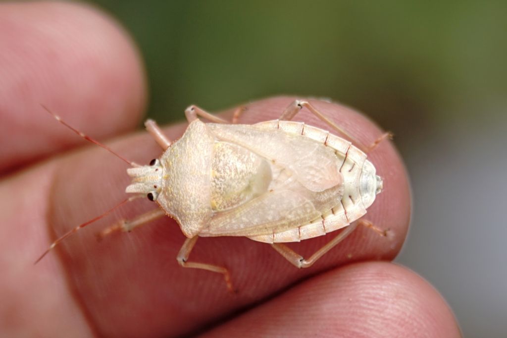 Pentatomidae: Apodiphus amygdali