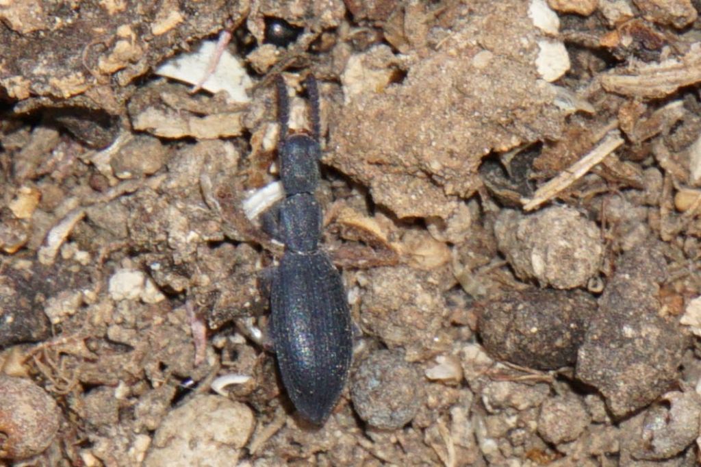 quale famiglia e specie? Tenebrionidae: Stenosis sp.